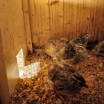 phoca_thumb_m_krteci a zvtka 21 Fotogalerie